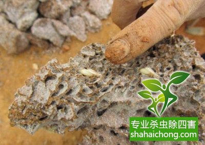 深圳白蟻防治公司 科學(xué)滅白蟻方法與專(zhuān)業(yè)防治服務(wù)全解析